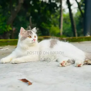 6-12 Months Female Purebred Persian