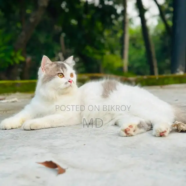 6-12 Months Female Purebred Persian