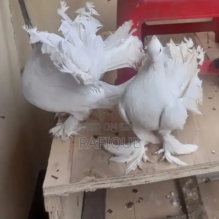 Loka Pigeon Running Pair