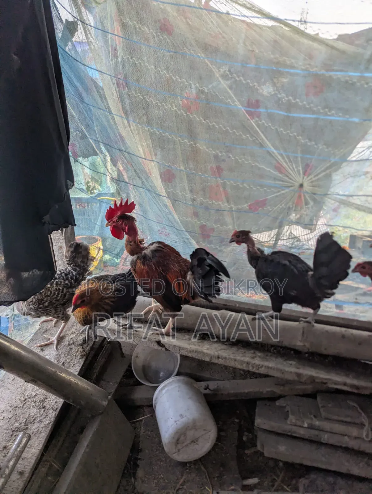 রানিং ডিম পাড়া ৬ পিস মুরগী