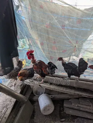 রানিং ডিম পাড়া ৬ পিস মুরগী