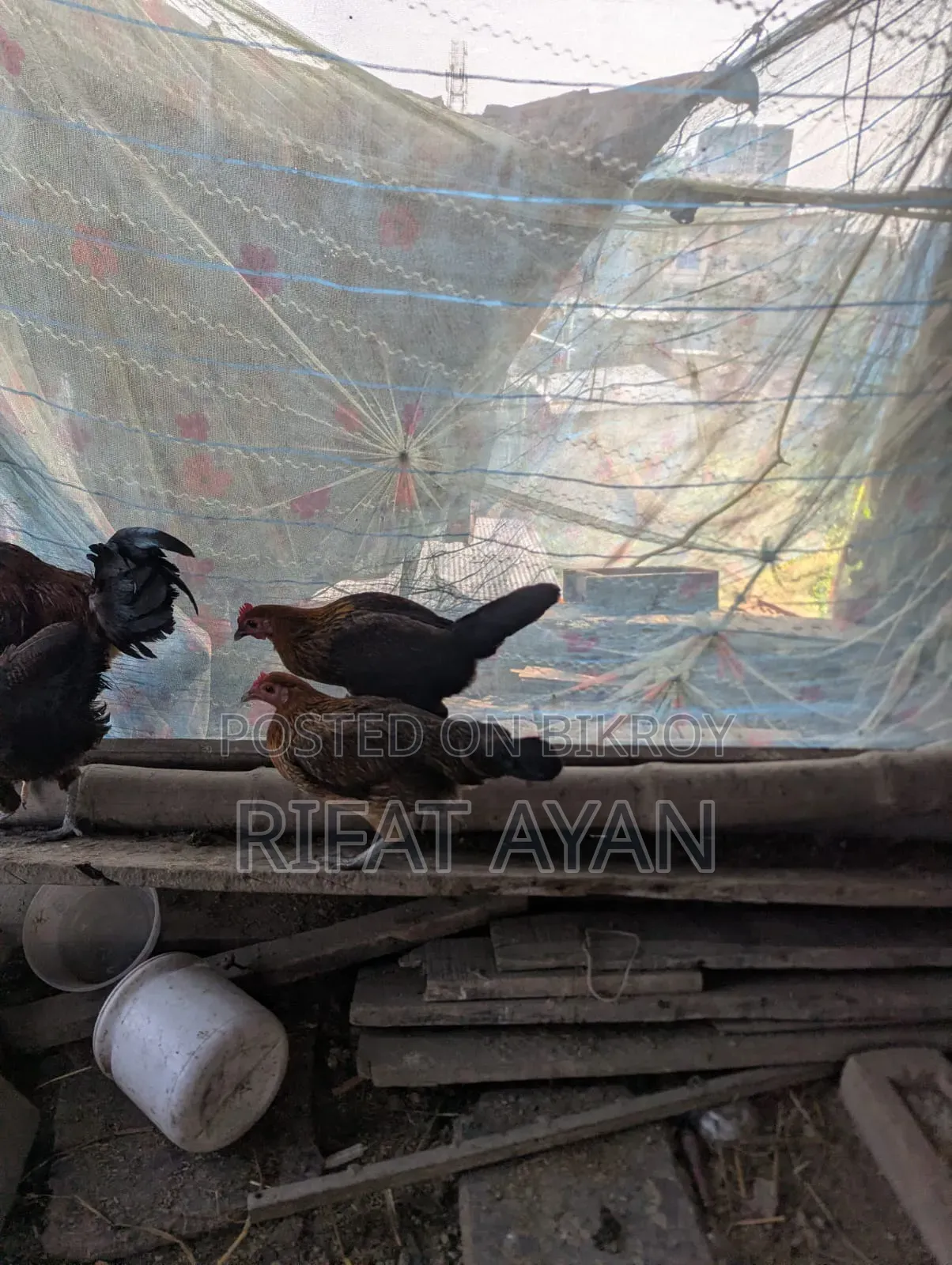 রানিং ডিম পাড়া ৬ পিস মুরগী