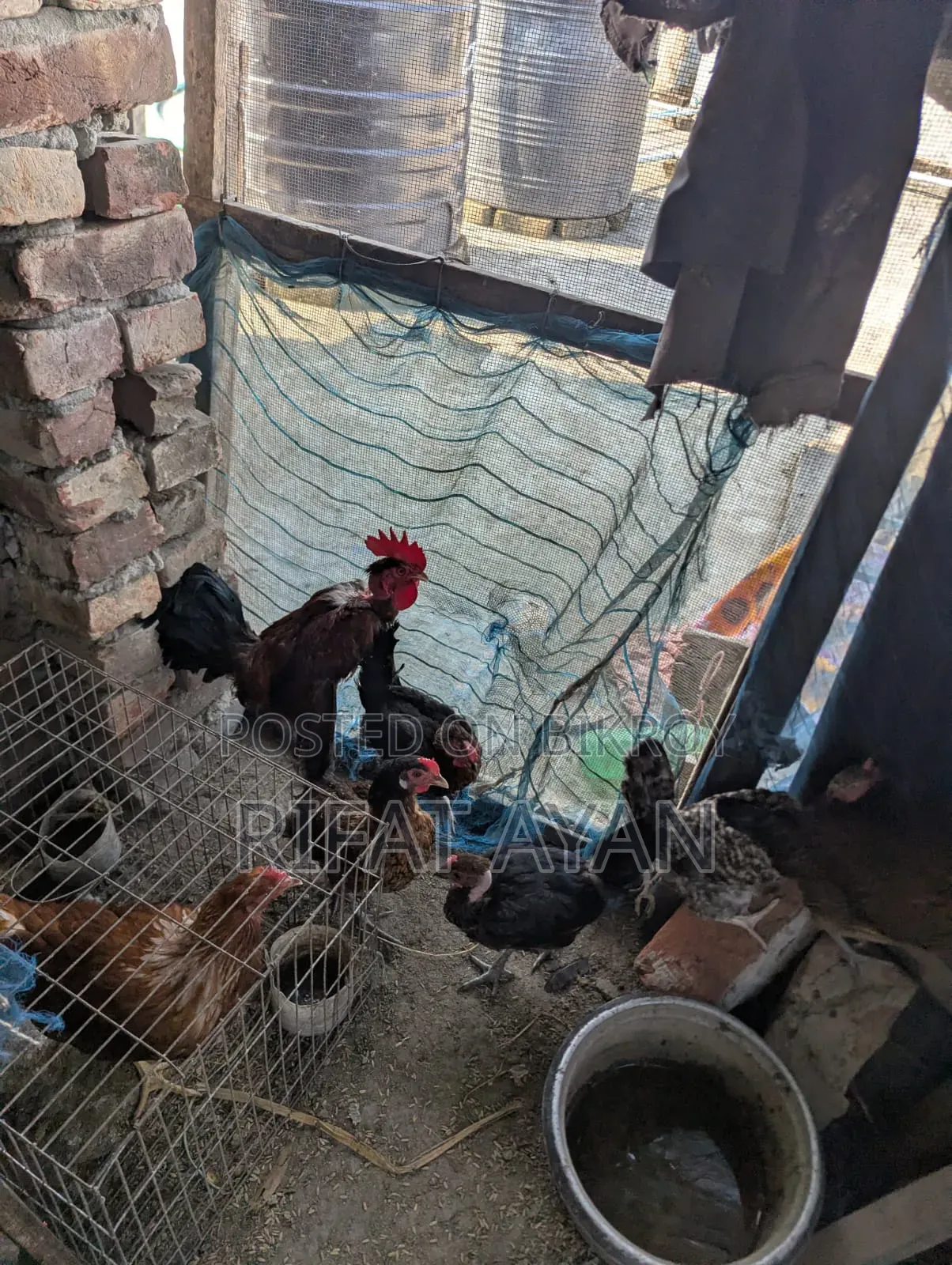 রানিং ডিম পাড়া ৬ পিস মুরগী
