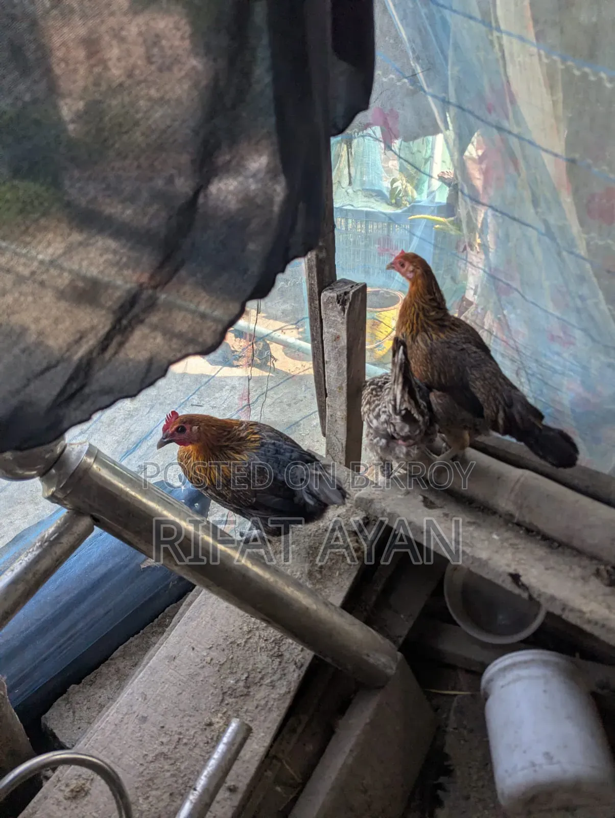 রানিং ডিম পাড়া ৬ পিস মুরগী