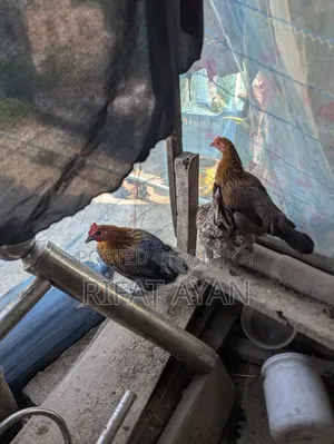 রানিং ডিম পাড়া ৬ পিস মুরগী
