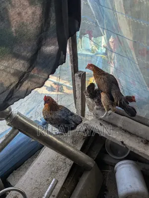 রানিং ডিম পাড়া ৬ পিস মুরগী
