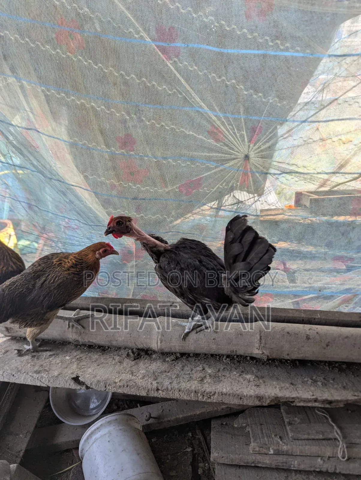 রানিং ডিম পাড়া ৬ পিস মুরগী