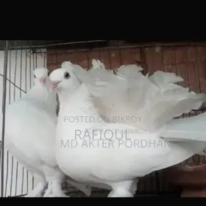 Loka Pigeon Running Pair