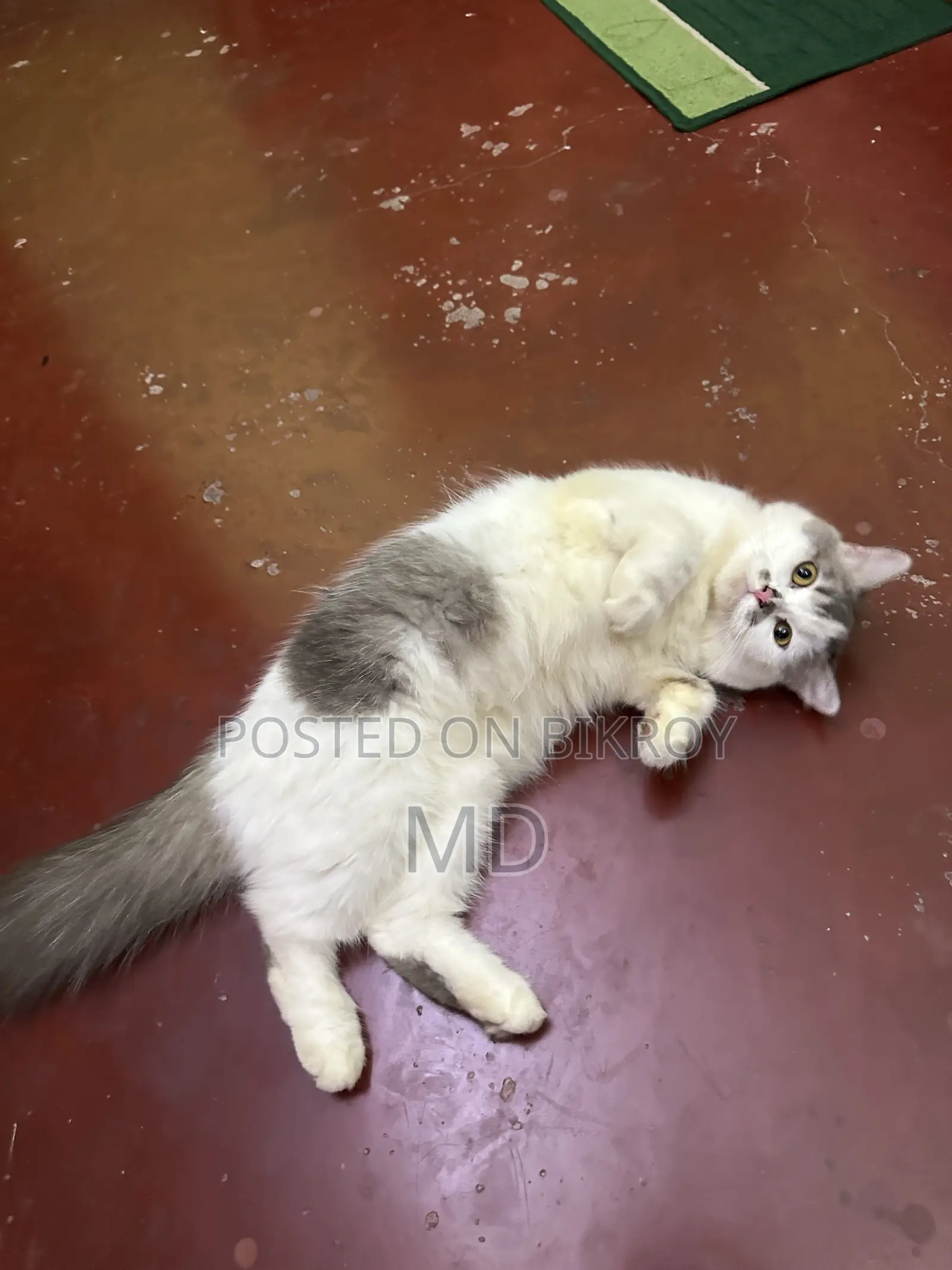 6-12 Months Female Purebred Persian