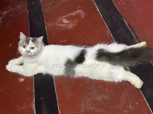 6-12 Months Female Purebred Persian