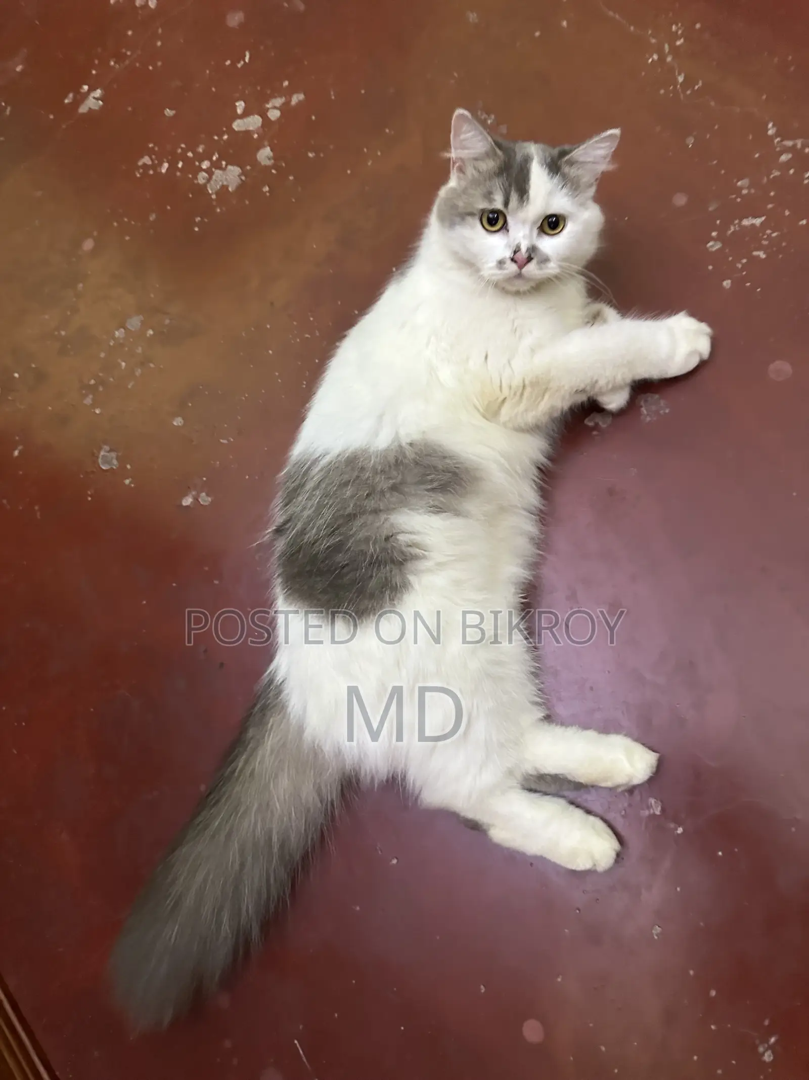 6-12 Months Female Purebred Persian