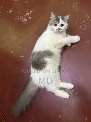 6-12 Months Female Purebred Persian