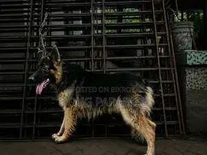 6-12 months Male Purebred German Shepherd