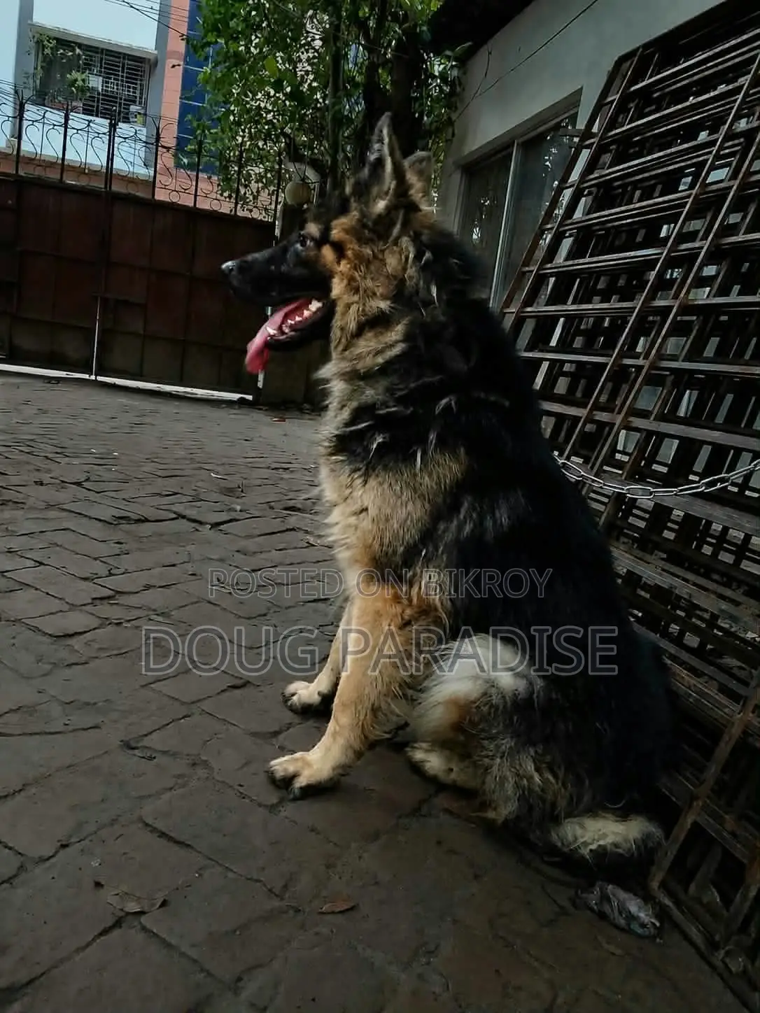 6-12 months Male Purebred German Shepherd