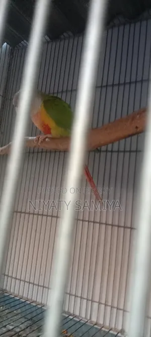 Pineapple Conure Running