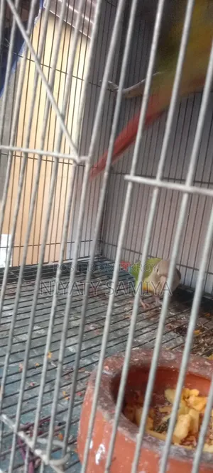 Pineapple Conure Running