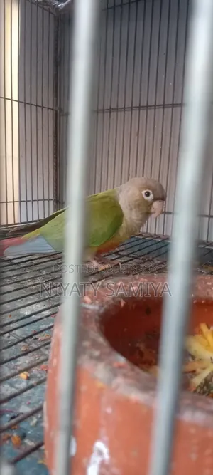 Pineapple Conure Running