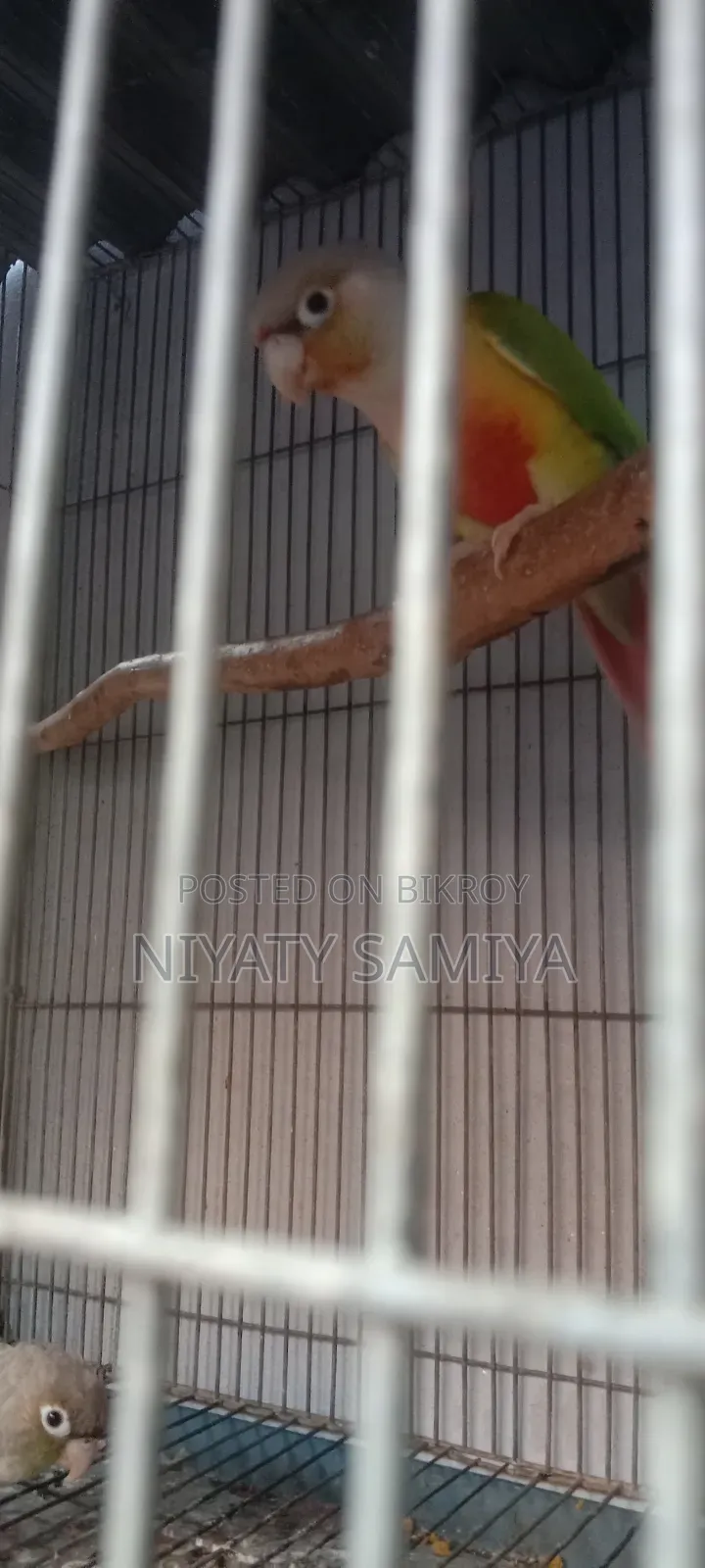 Pineapple Conure Running