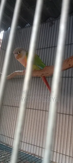 Pineapple Conure Running