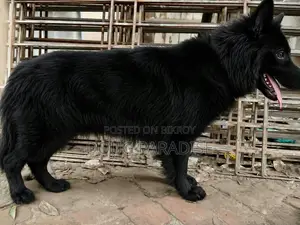 6-12 months Female Purebred German Shepherd