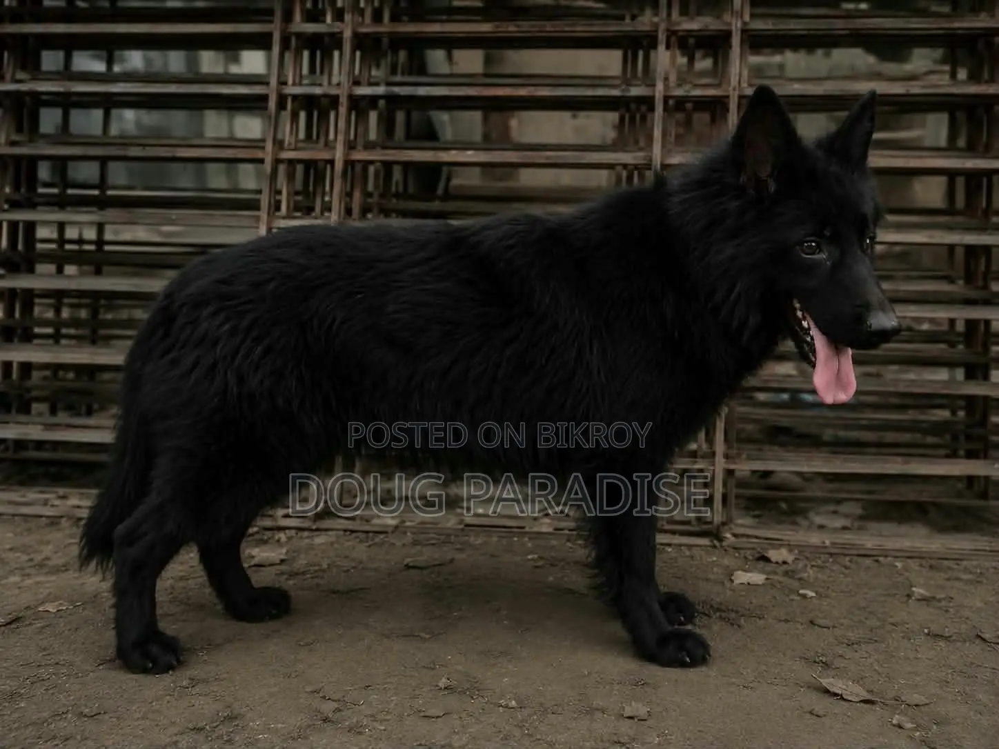 6-12 months Female Purebred German Shepherd