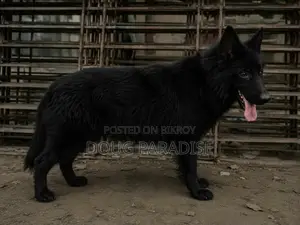 6-12 months Female Purebred German Shepherd