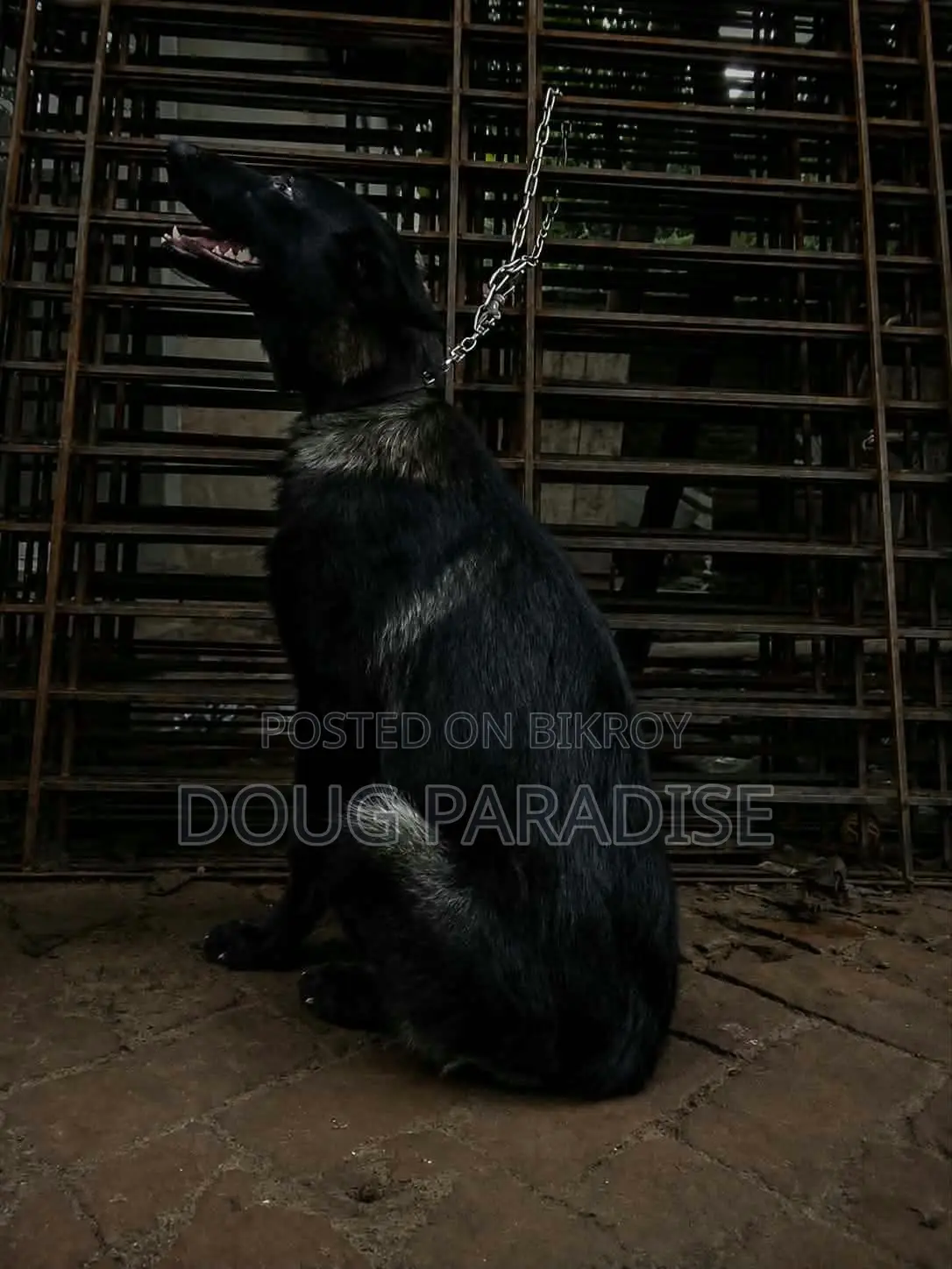 6-12 months Female Purebred German Shepherd