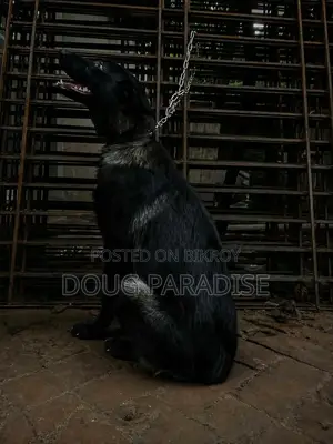 6-12 months Female Purebred German Shepherd
