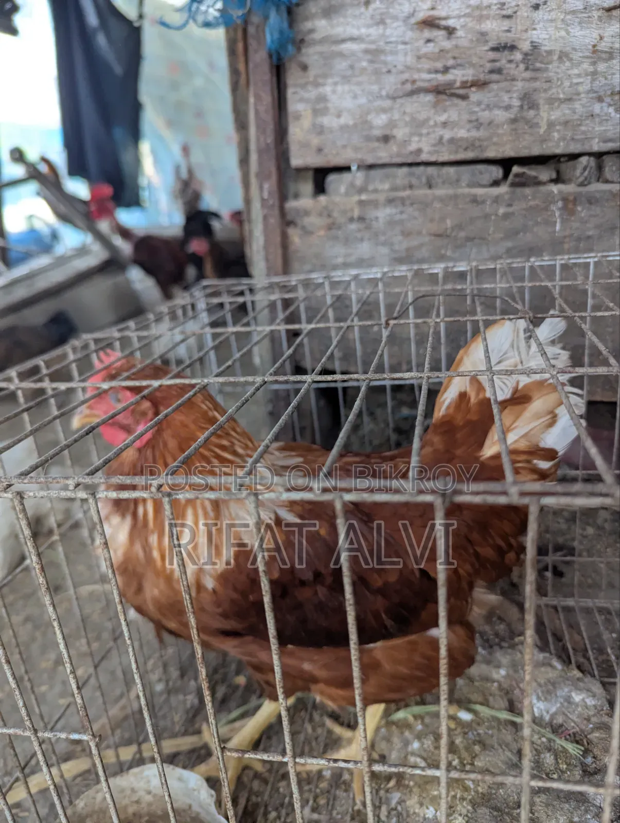 5 Month Old Layer Hen