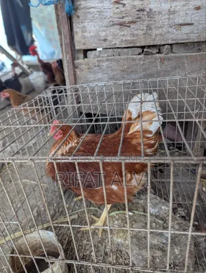 5 Month Old Layer Hen