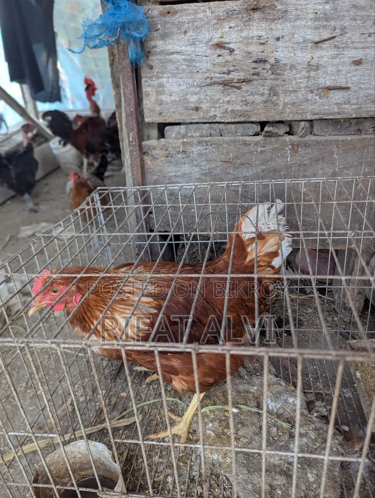 5 Month Old Layer Hen