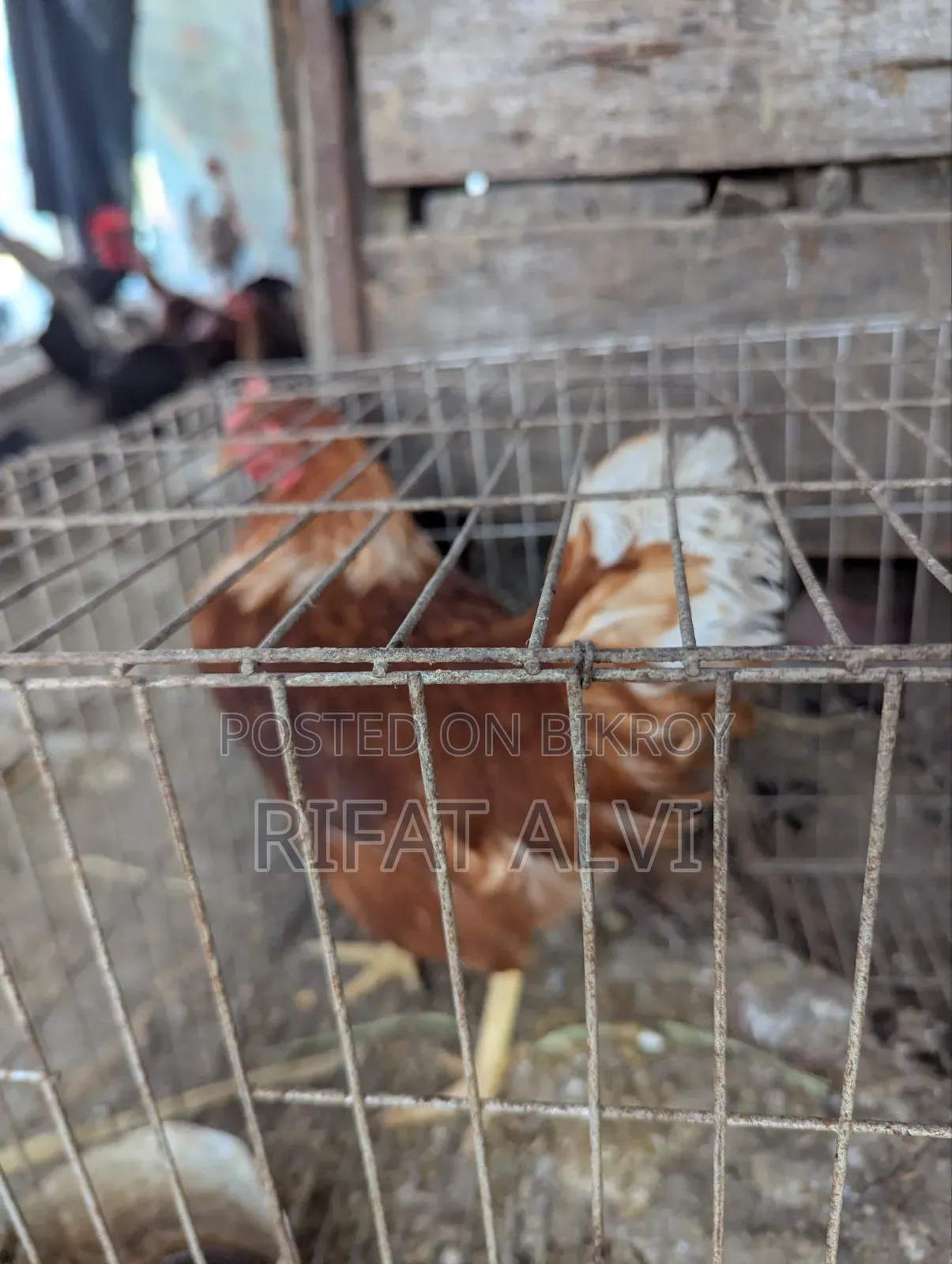 5 Month Old Layer Hen