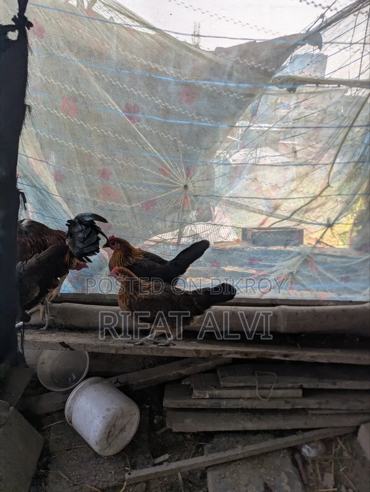 7 Pcs Running Egg Laying Local Hens and Roosters