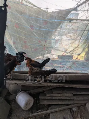 ৭ পিচ রানিং ডিম পাড়া দেশি মুরগী ও মোরগ