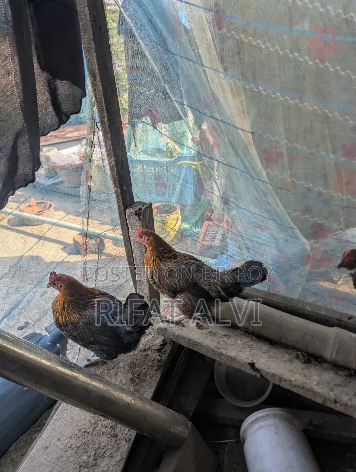 7 Pcs Running Egg Laying Local Hens and Roosters
