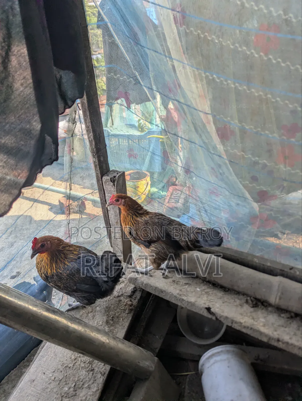 7 Pcs Running Egg Laying Local Hens and Roosters