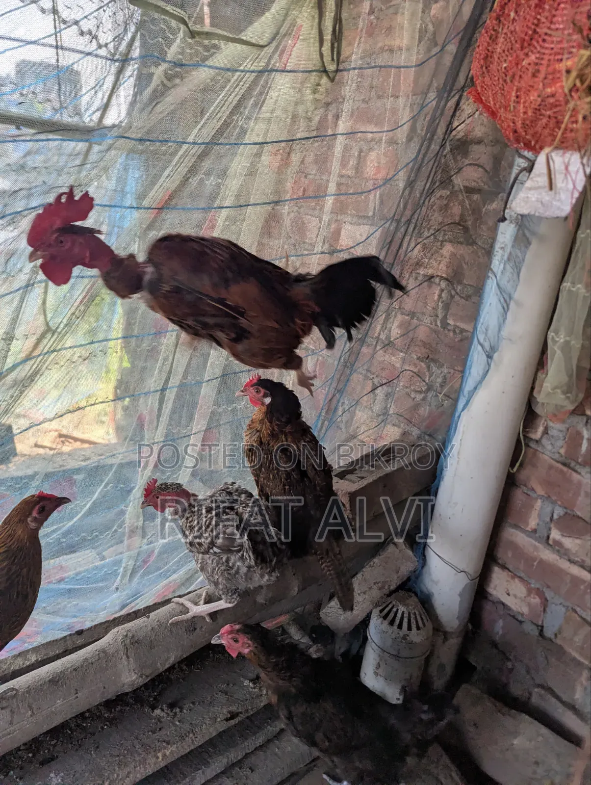 7 Pcs Running Egg Laying Local Hens and Roosters