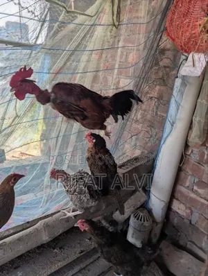 7 Pcs Running Egg Laying Local Hens and Roosters