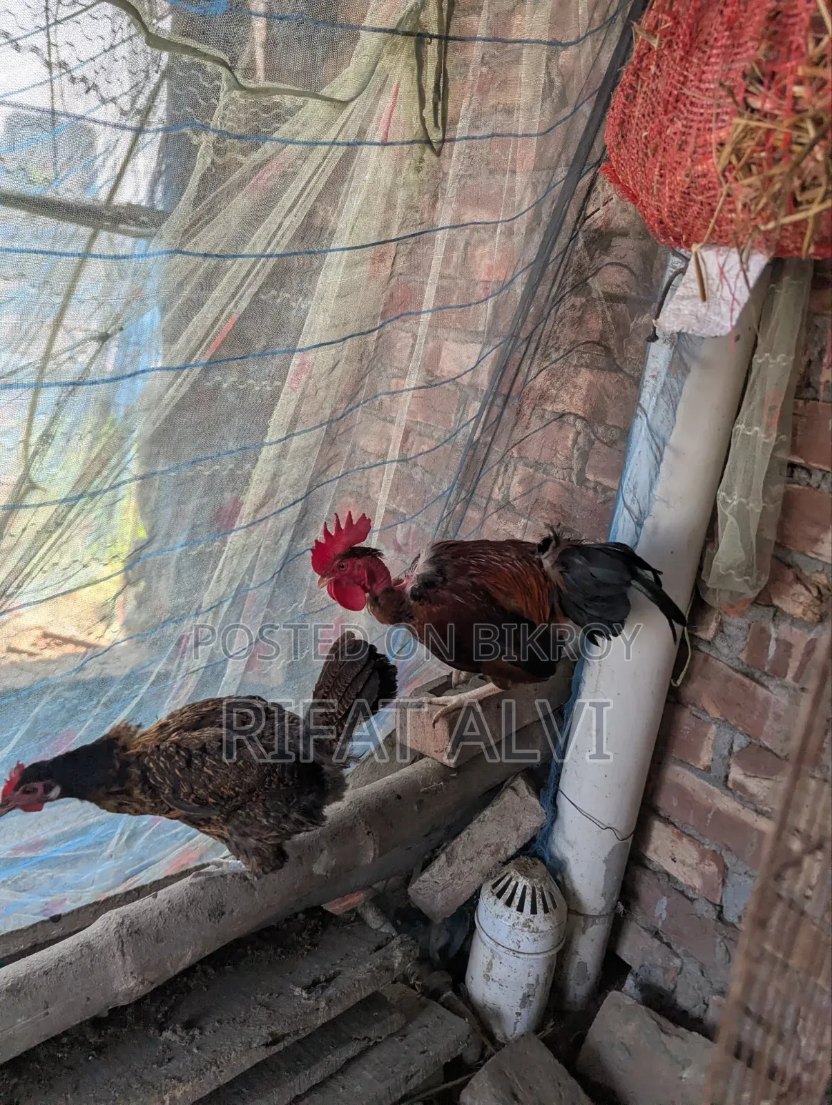 7 Pcs Running Egg Laying Local Hens and Roosters