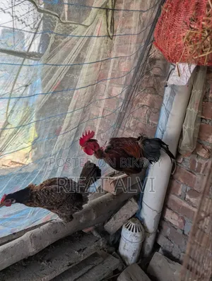 7 Pcs Running Egg Laying Local Hens and Roosters