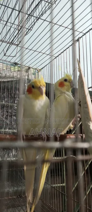 A pair of Cockatiels