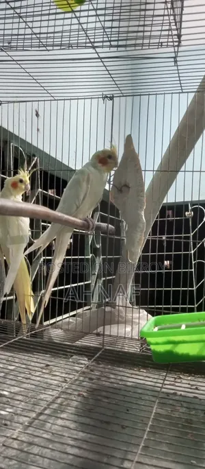 A pair of Cockatiels