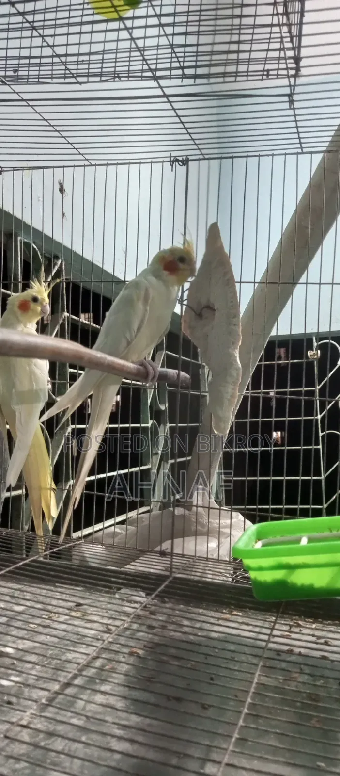 A pair of Cockatiels