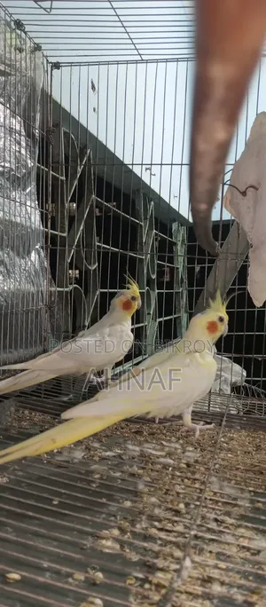 A pair of Cockatiels
