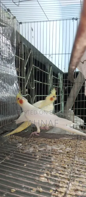 A pair of Cockatiels