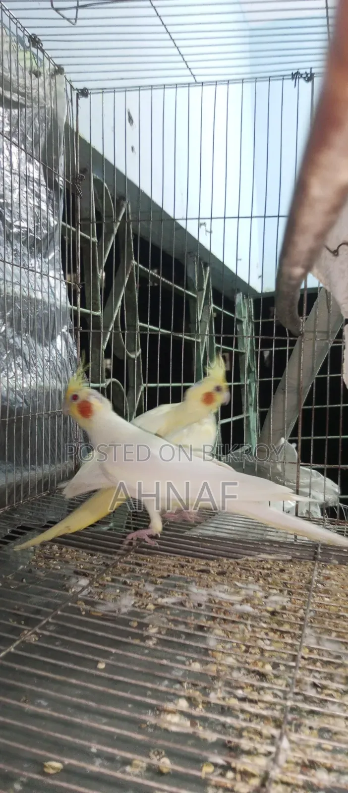 A pair of Cockatiels