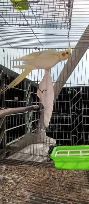 A pair of Cockatiels