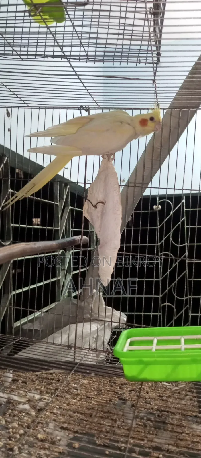 A pair of Cockatiels