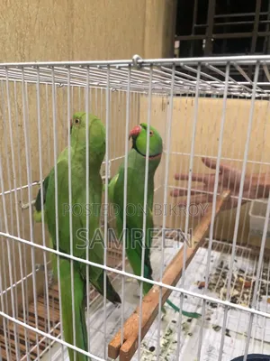 Indian Ringneck Parrot