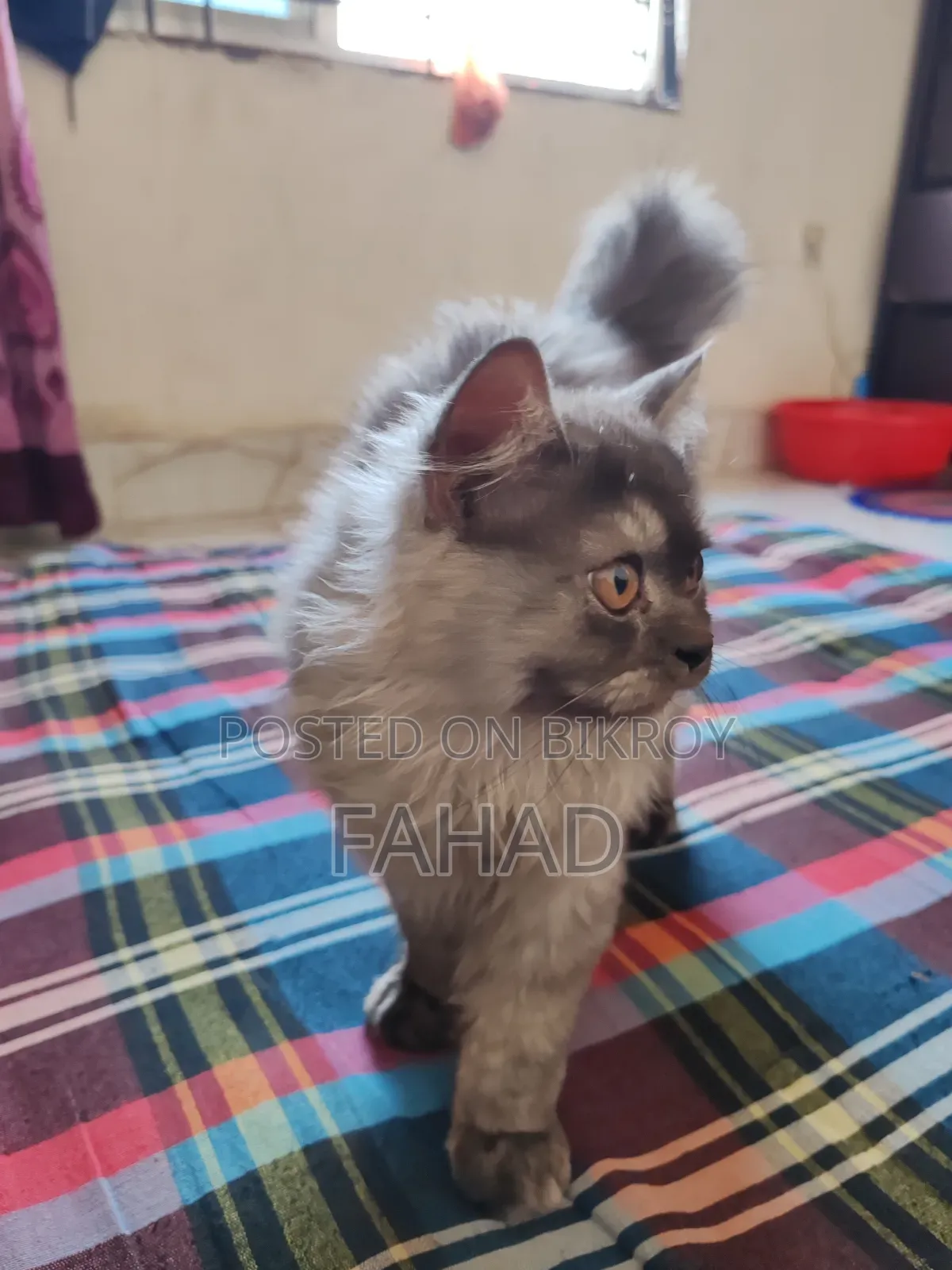 1-3 months Male Purebred Persian